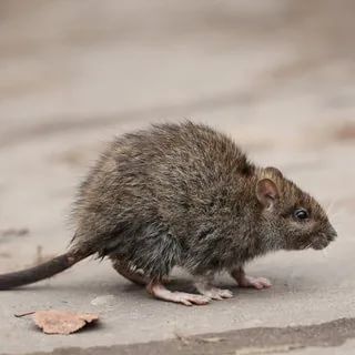 Дератизация &#8211; уничтожение мышей и крыс Егорьевск