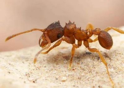 Уничтожение муравьев Егорьевск